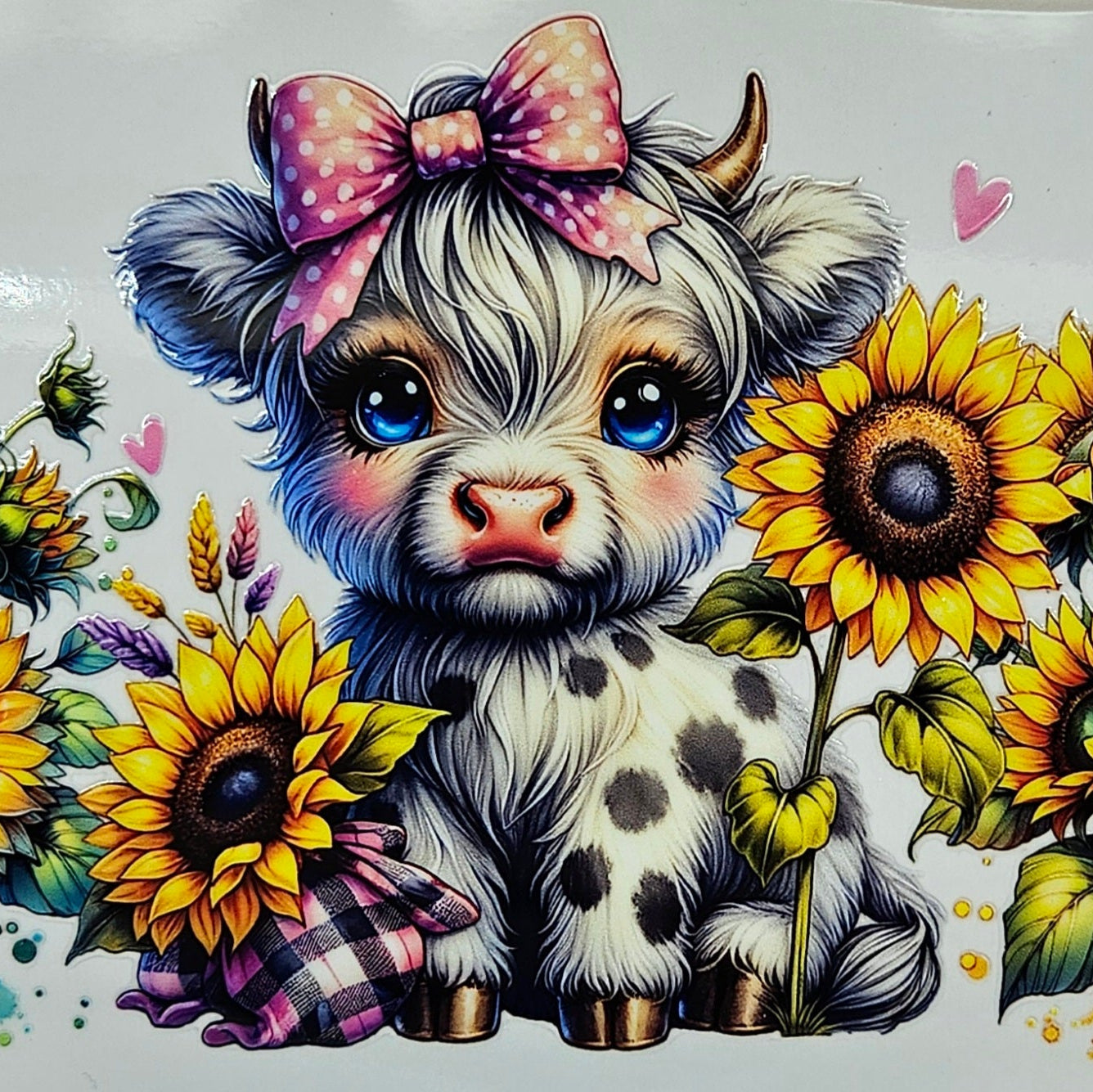 White Highland Calf with Sunflowers