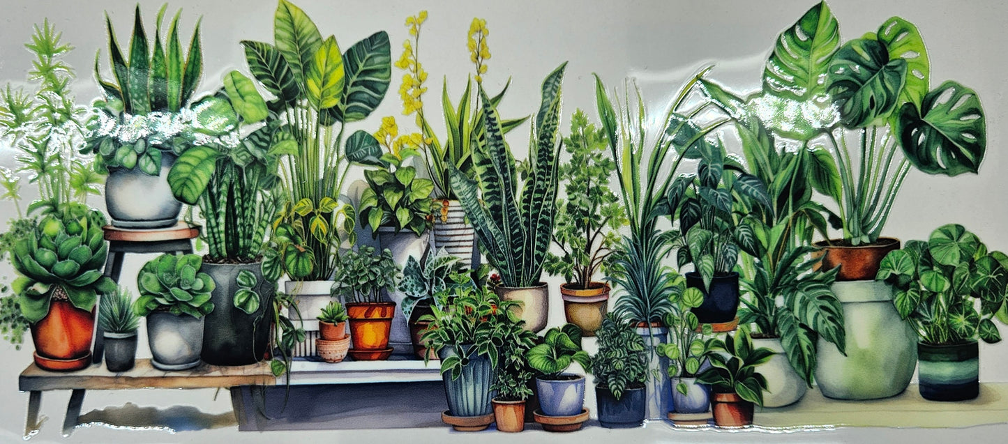 Indoor Plants