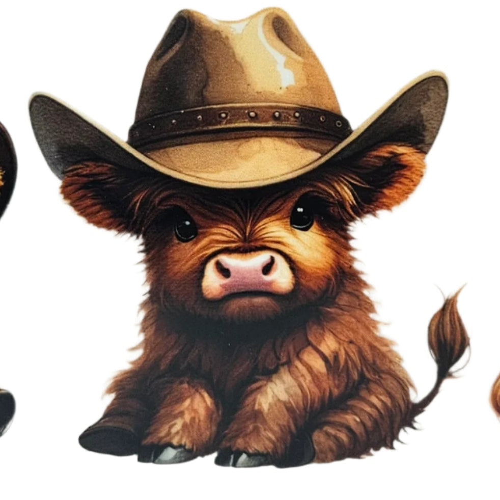 Brown Highland Calf's with Hats
