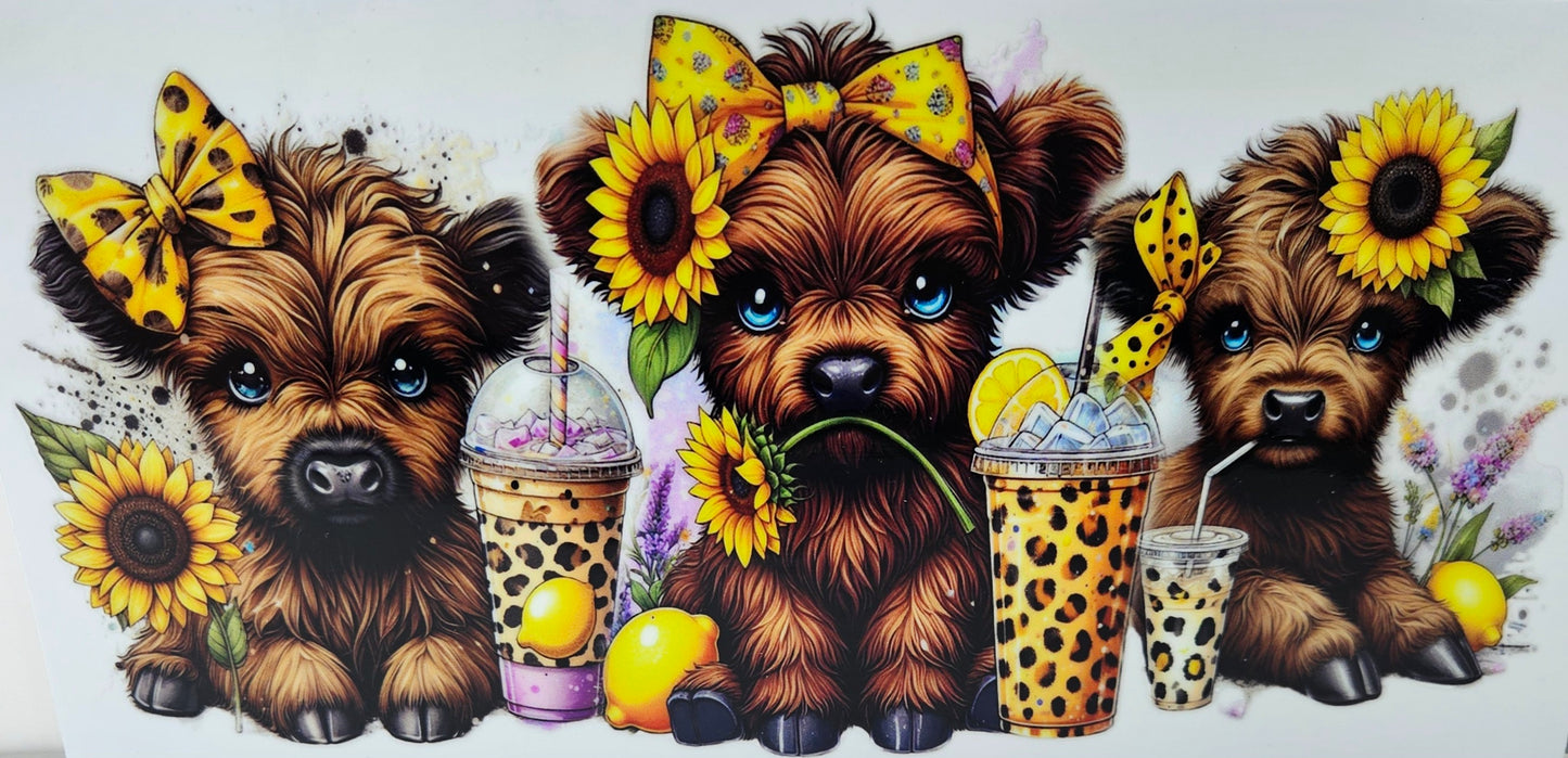 Brown Highland Calf's with Yellow Bows