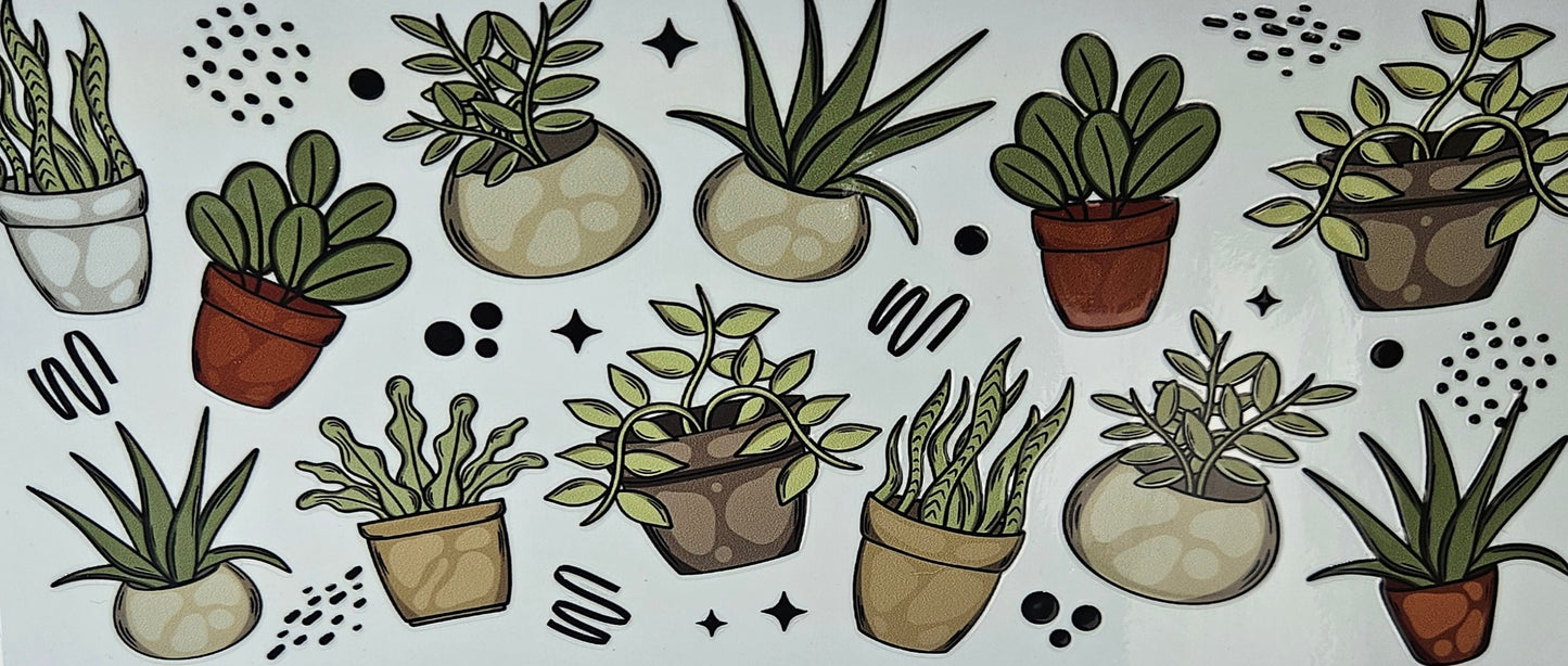 Indoor Succulents