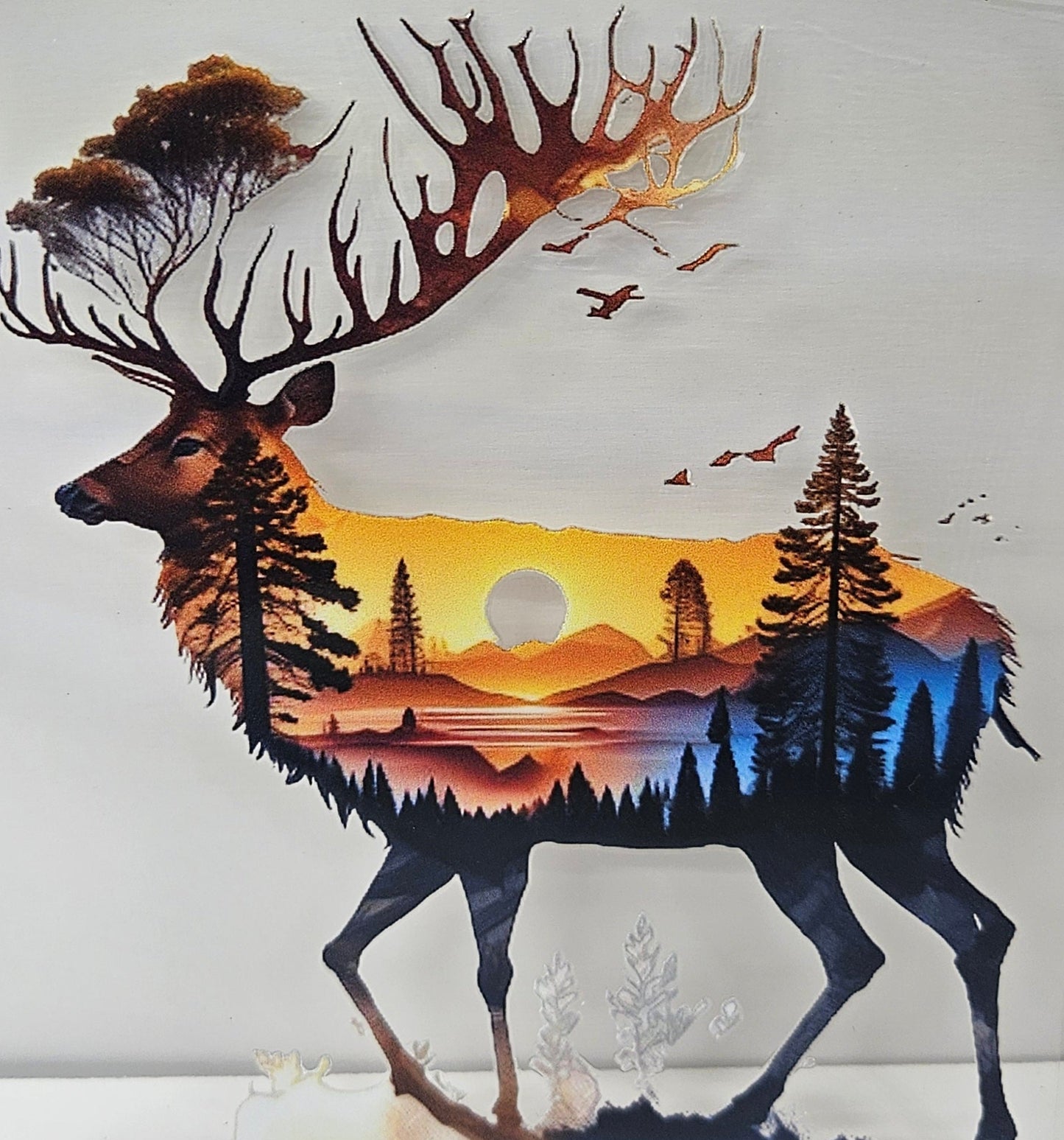 Outdoor Scenery on Elk