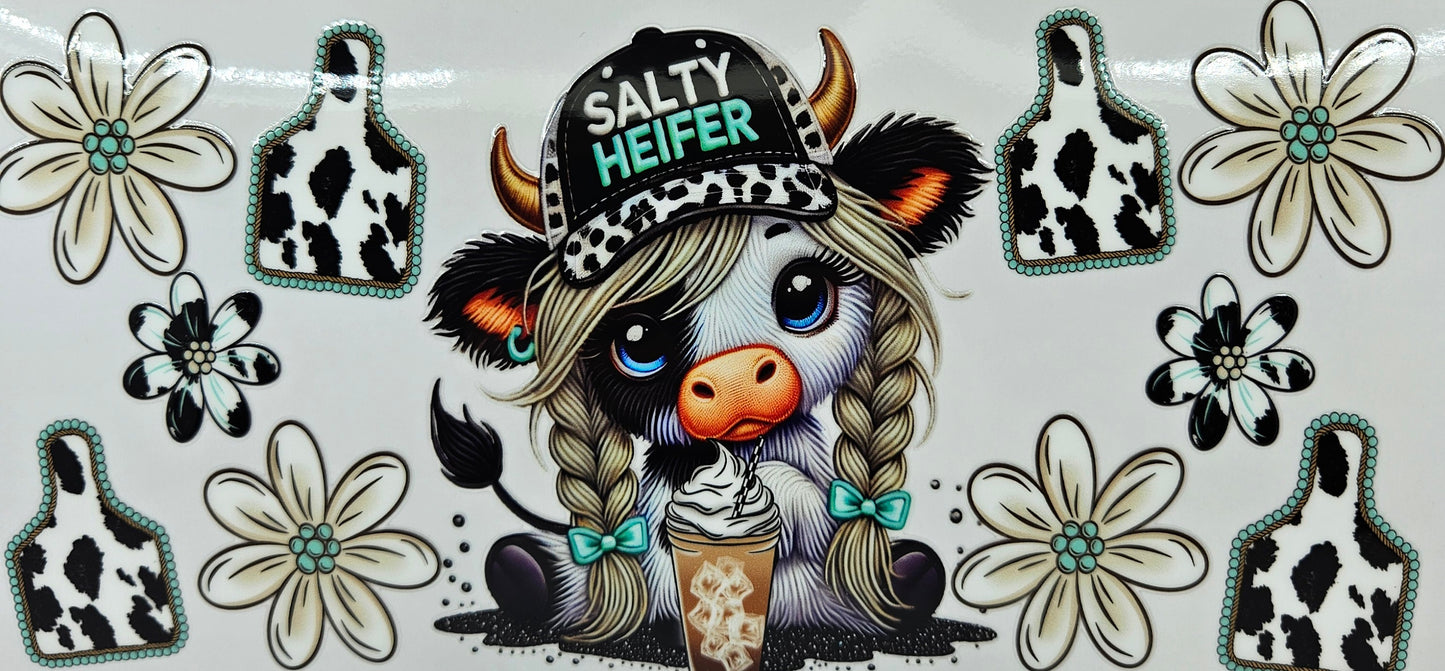 White Highland Calf Salty Heifer