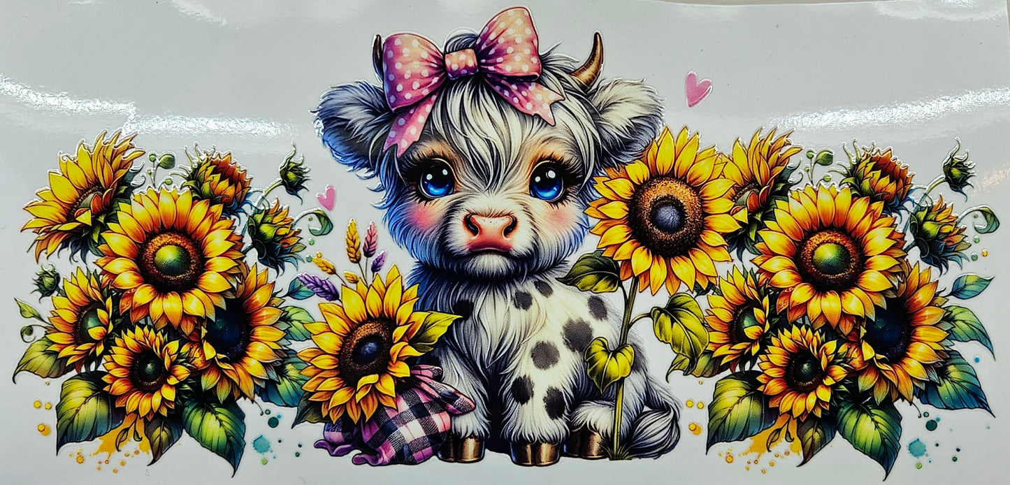 White Highland Calf with Sunflowers
