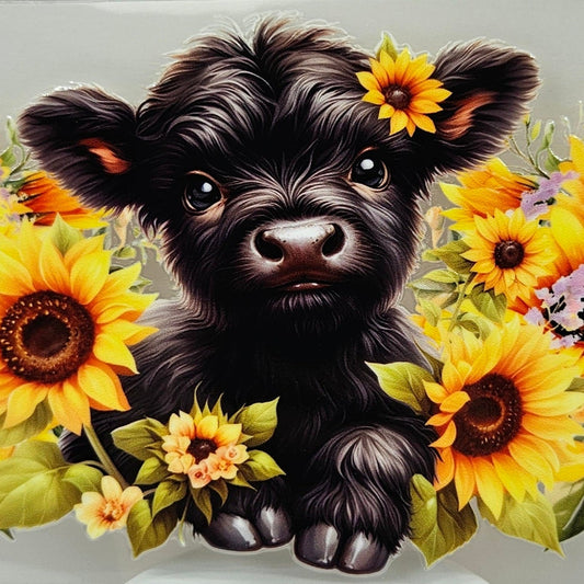 Black Highland Calf with Sunflowers