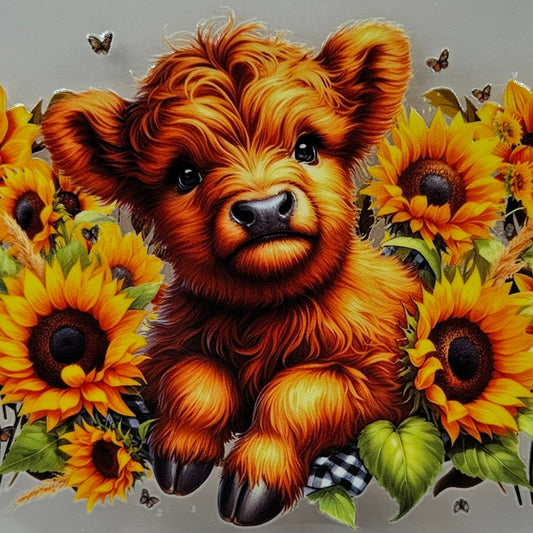 Brown Highland Calf with Sunflowers