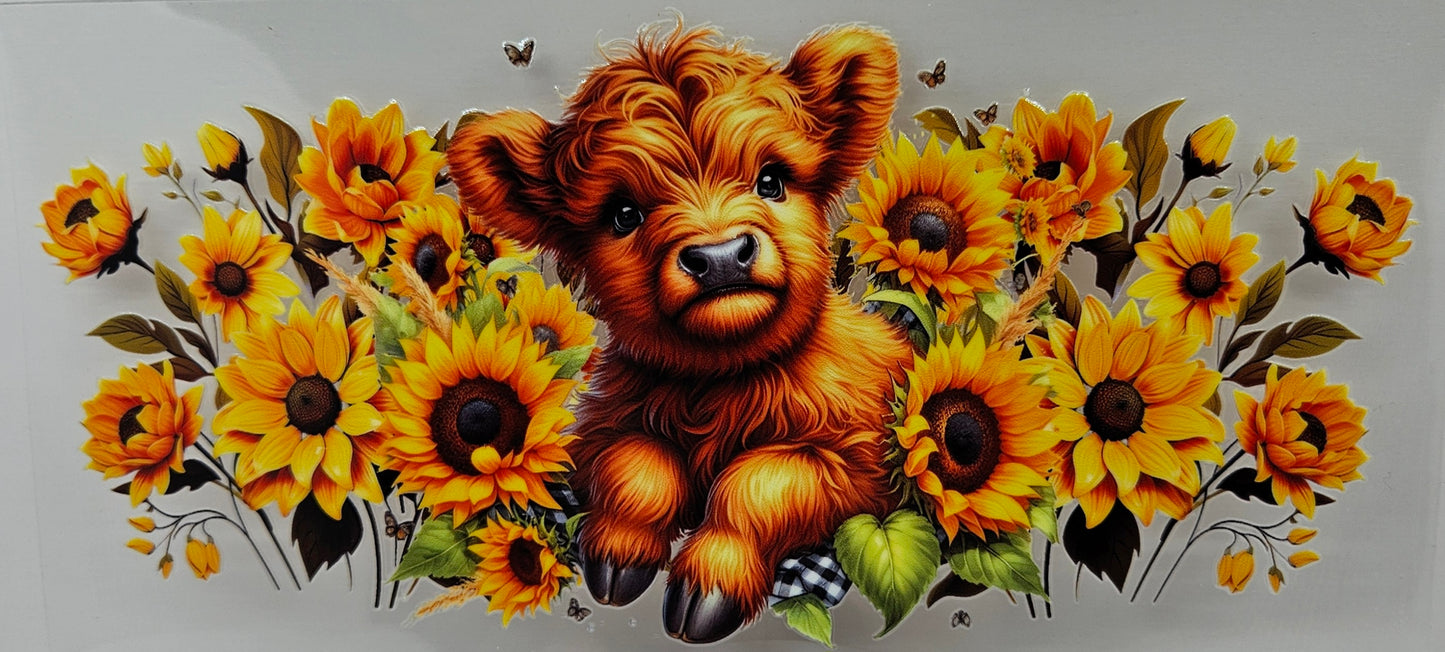 Brown Highland Calf with Sunflowers