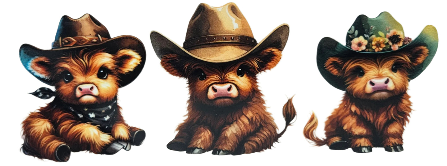Brown Highland Calf's with Hats