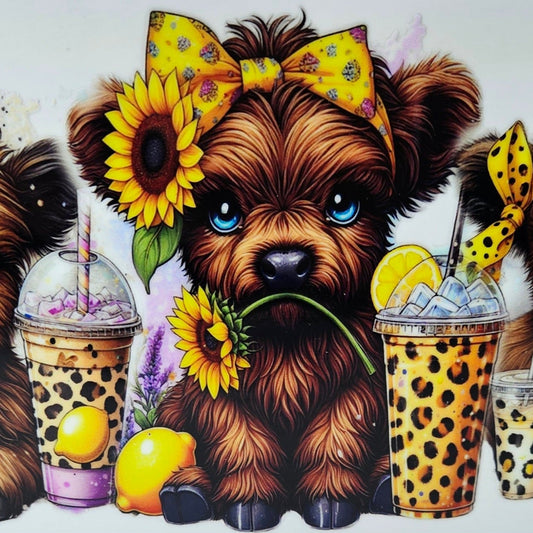 Brown Highland Calf's with Yellow Bows