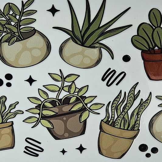 Indoor Succulents